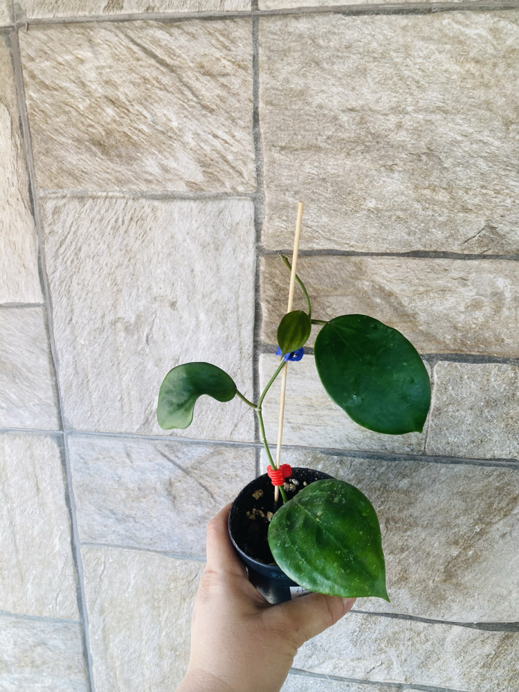 Hoya macrophylla snow queen