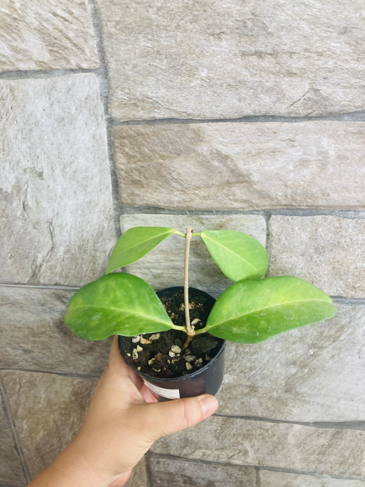 Hoya ut 030 