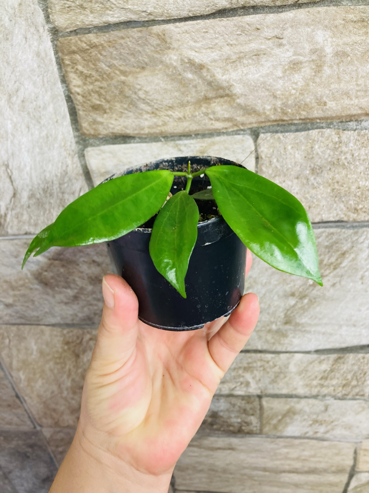 Hoya neo ebudica 