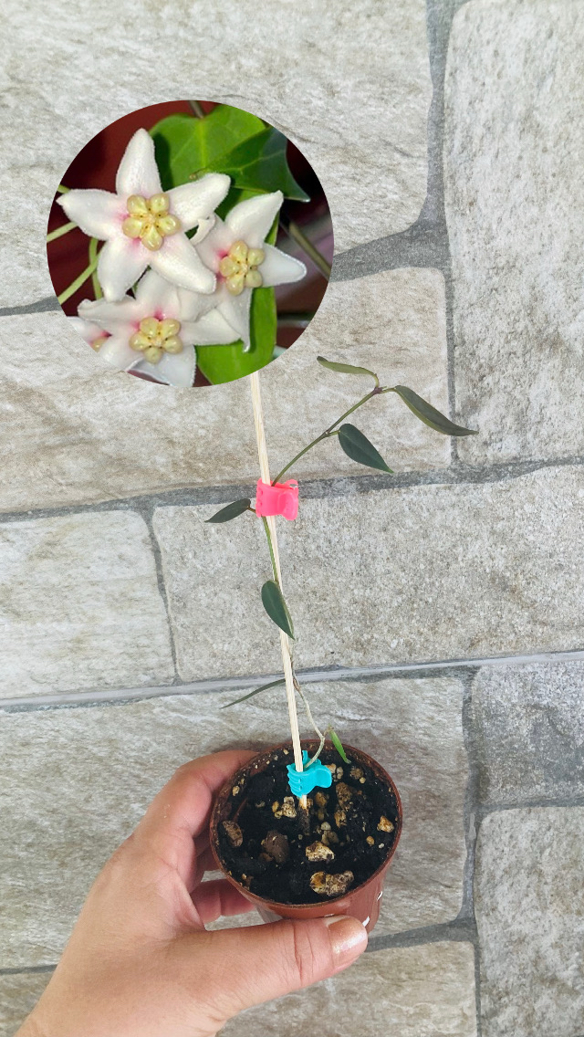 Hoya carii