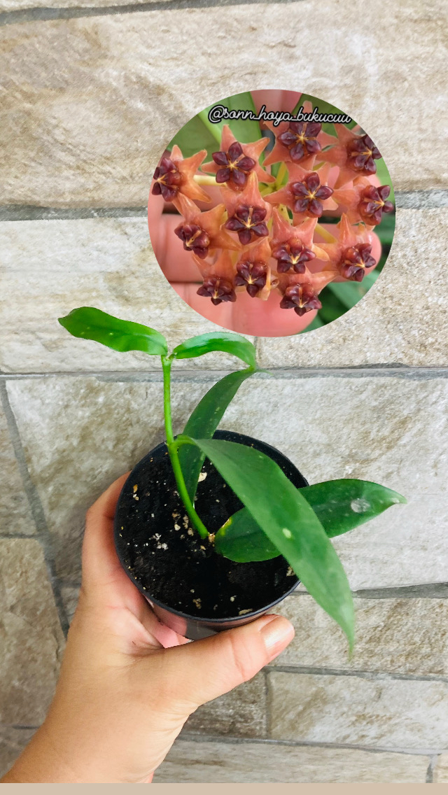 Hoya lobbii orange