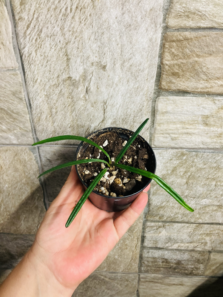 Hoya İnsularis 
