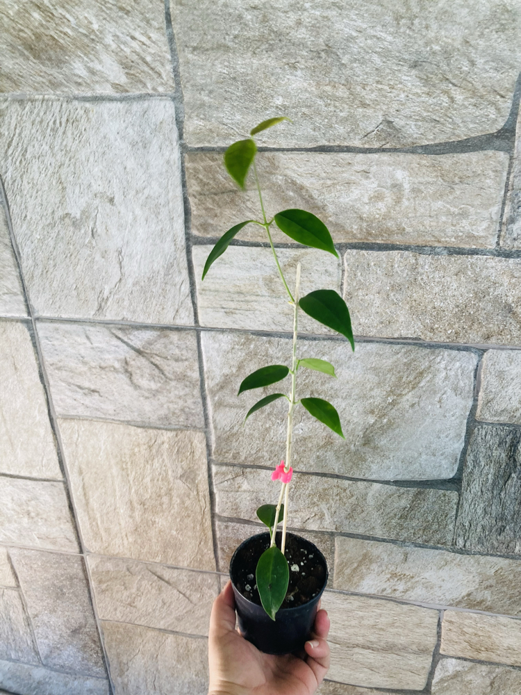 Hoya iris mariae