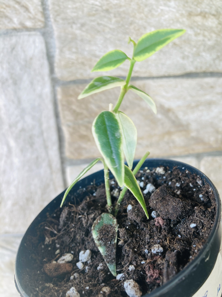 Hoya bella variegate