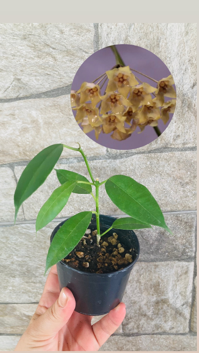 Hoya gildingii