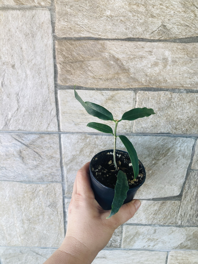 Hoya amriata 