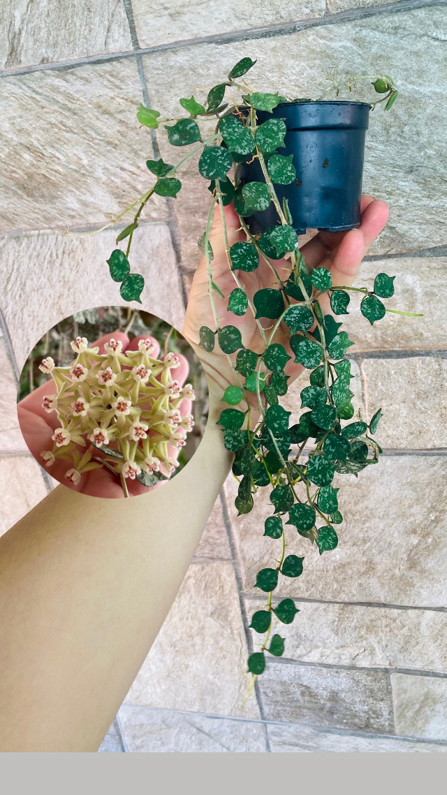 Hoya curtisii (büyük boy)