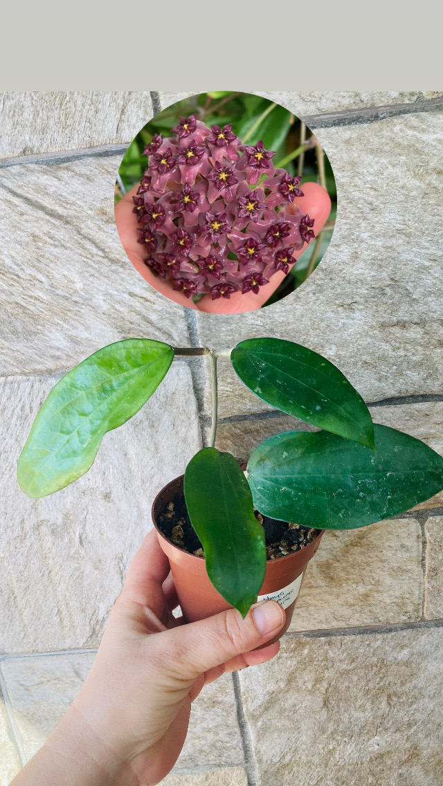 Hoya purpureofusca 