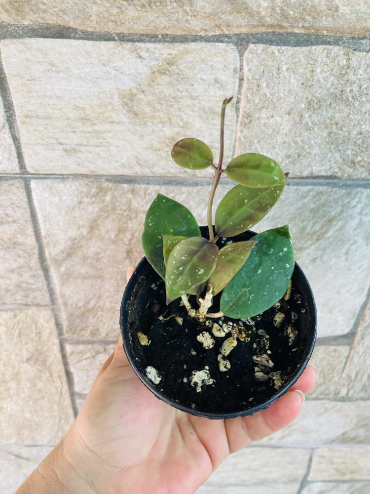 Hoya wallianiana ut 152
