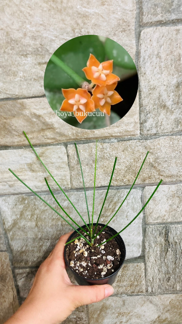 Hoya spartoides