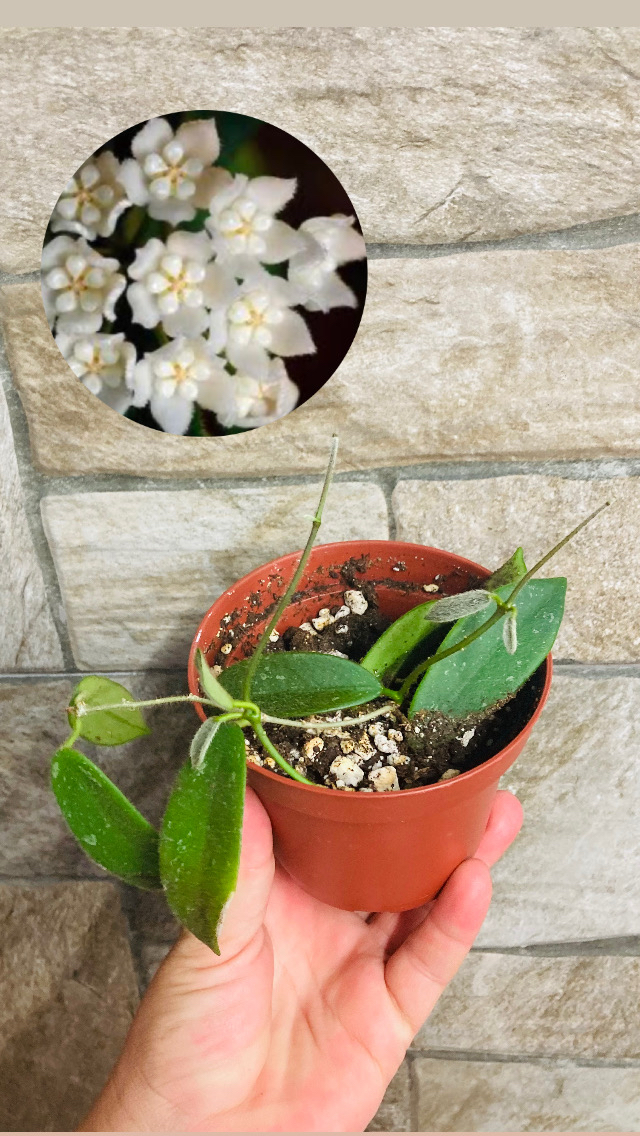 Hoya thomsonii white