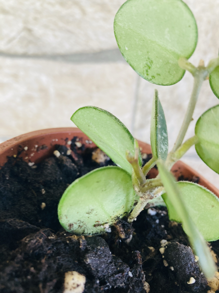 Hoya mathilde splash 