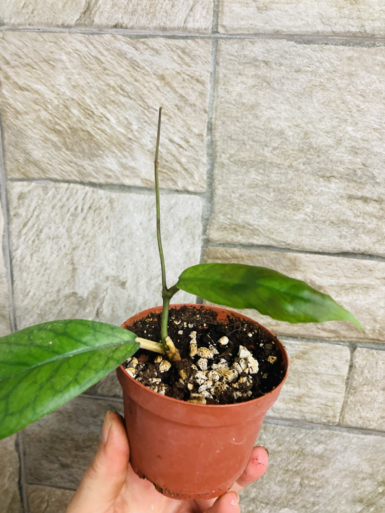 Hoya viteliniodies