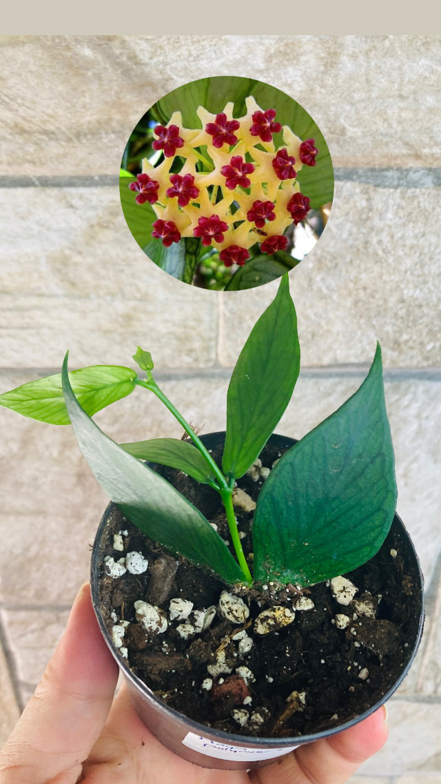 Hoya polynuera