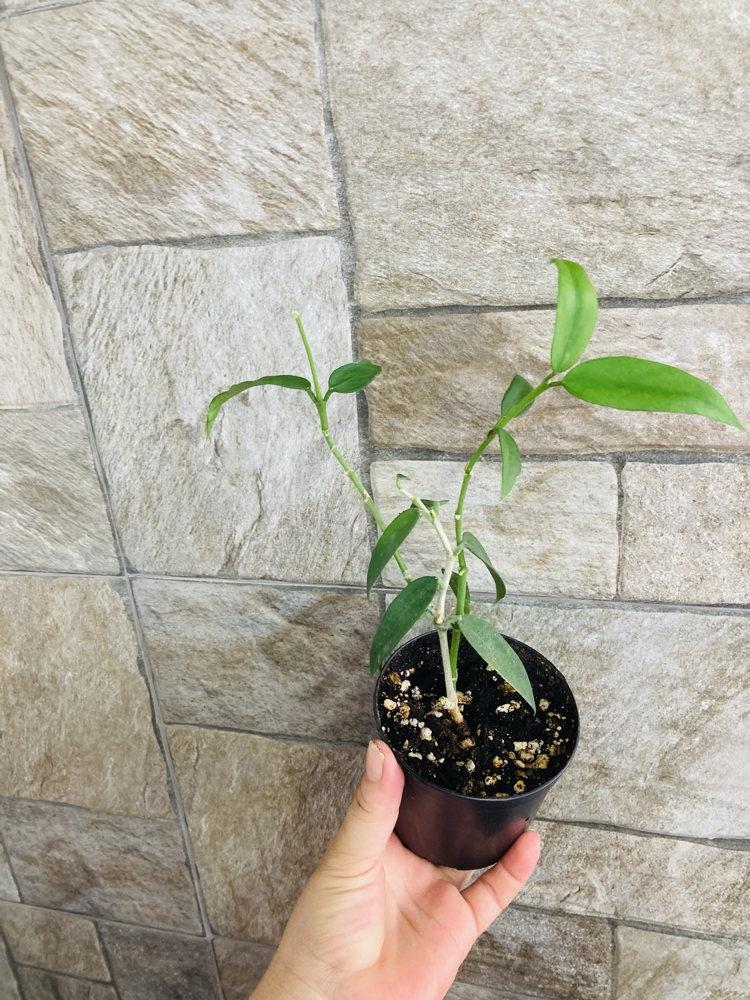 Hoya burmanica