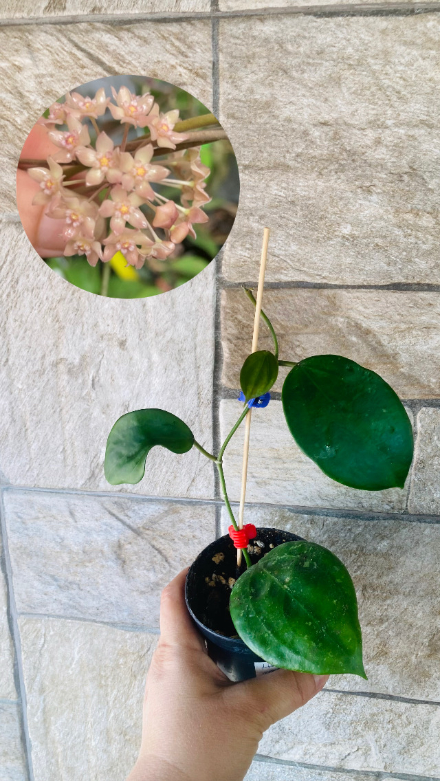 Hoya macrophylla snow queen
