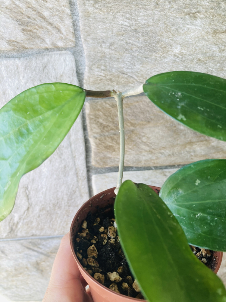 Hoya purpureofusca 