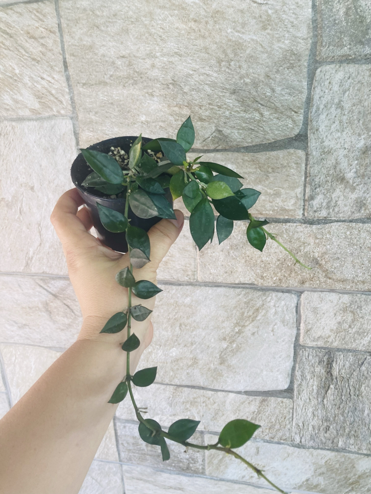 Hoya lacunosa