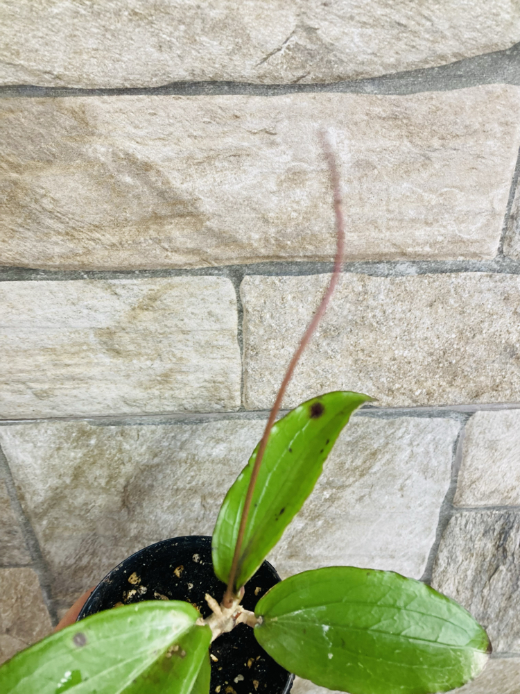 Hoya erythrina nara purple 