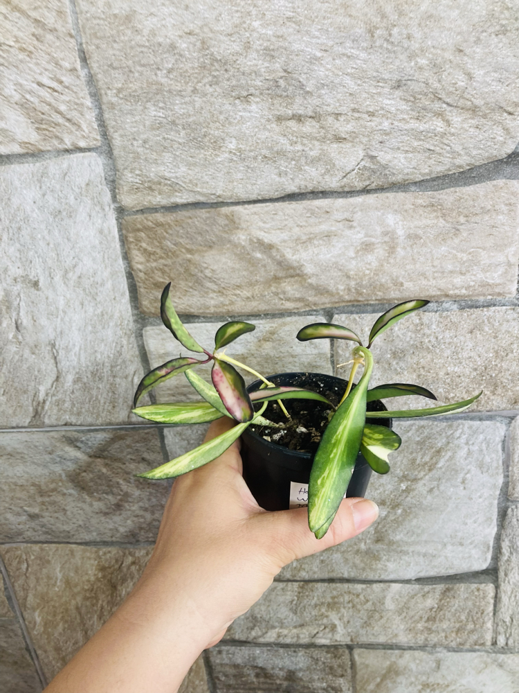 Hoya wayetii tricolar (iki köklüdür)