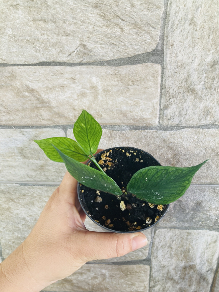 Hoya polynuera 