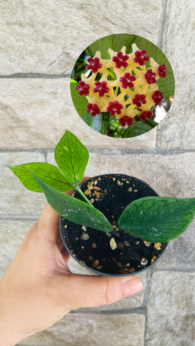 Hoya polynuera 