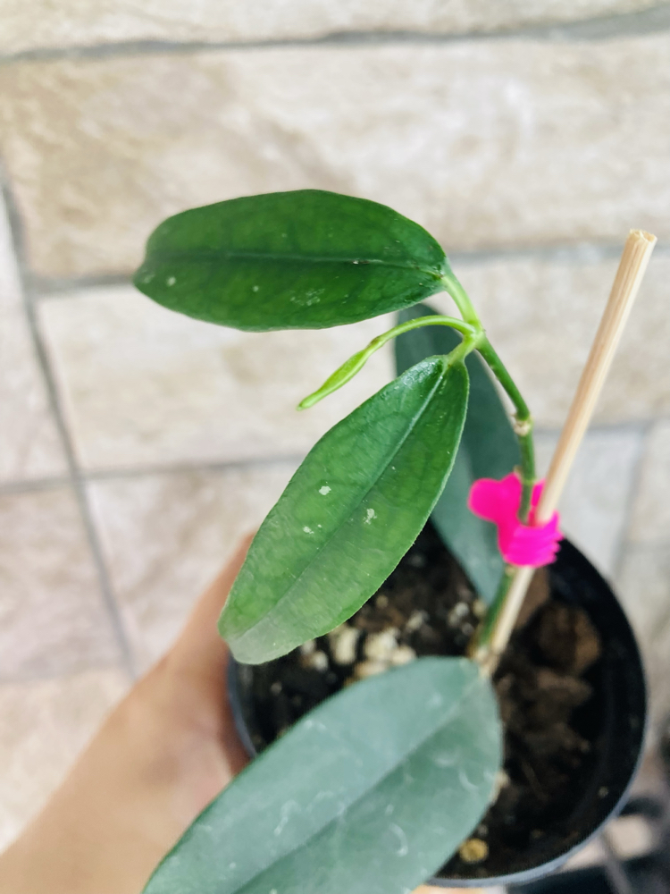 Hoya campanulata yellow 