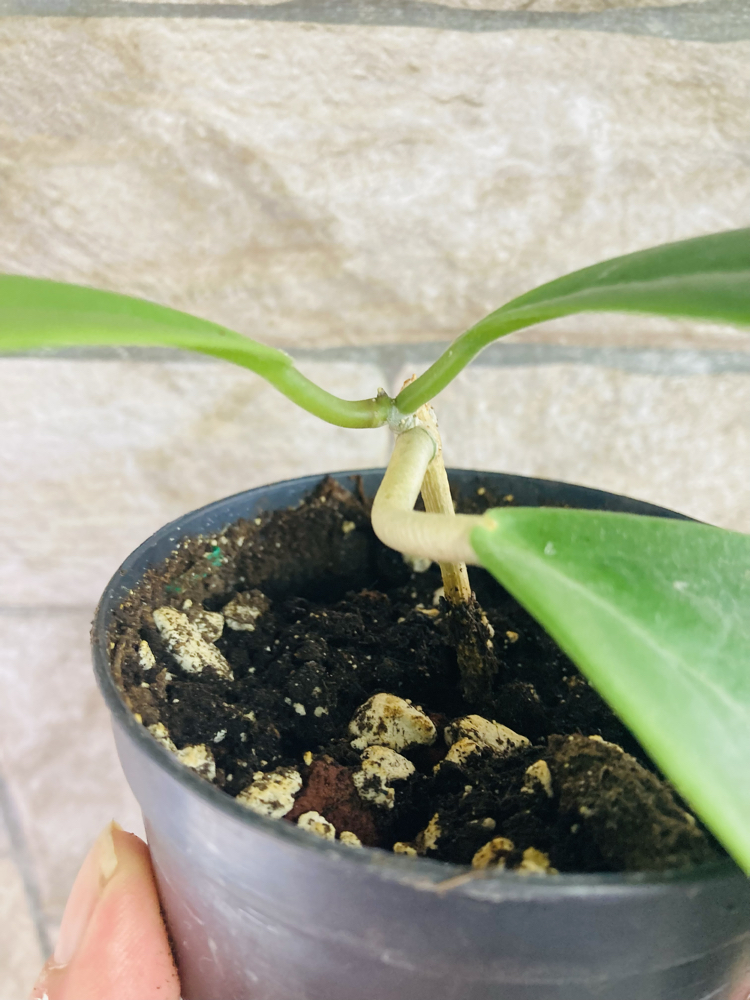 Hoya incarssata 