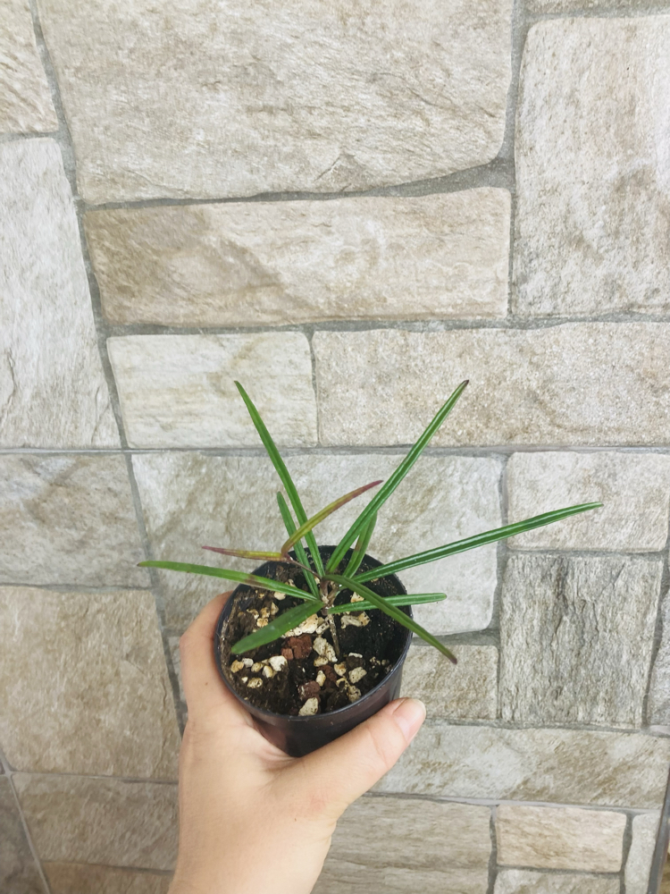 Hoya İnsularis