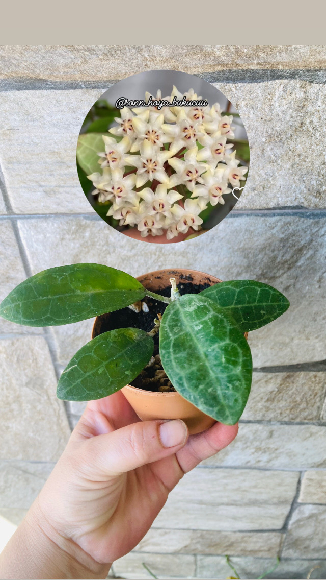 Hoya eliptica splash 