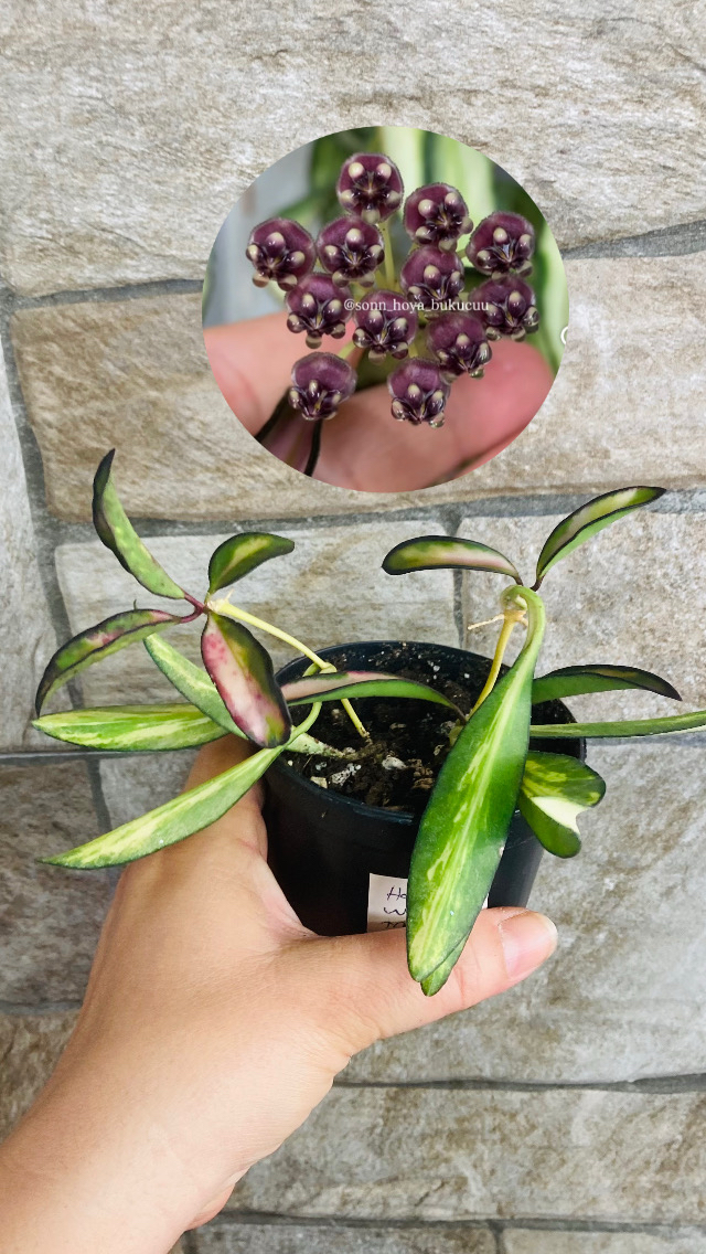 Hoya wayetii tricolar (iki köklüdür)