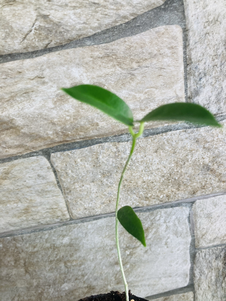 Hoya sv 441