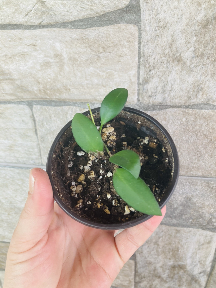 Hoya yellow sapphire 