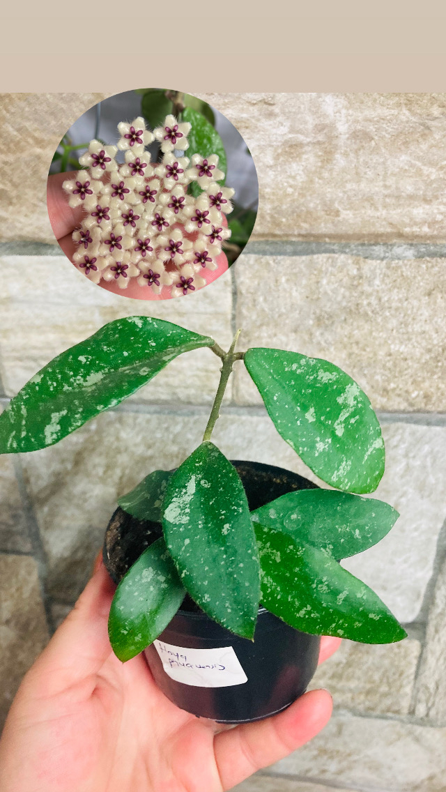 Hoya phuawensis 