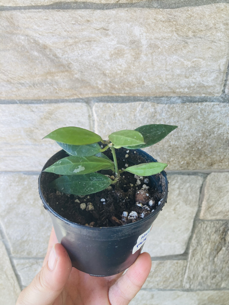 Hoya rebecca 