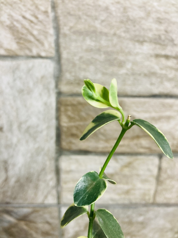 Hoya cummingiana variegate