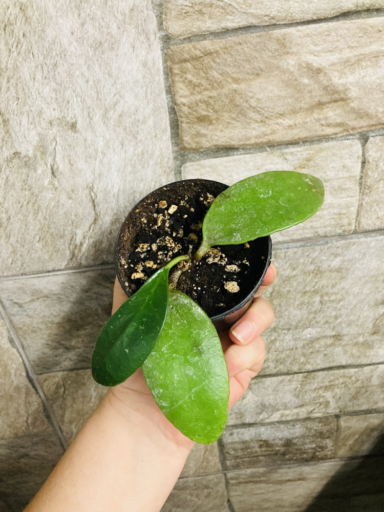 Hoya benchaii
