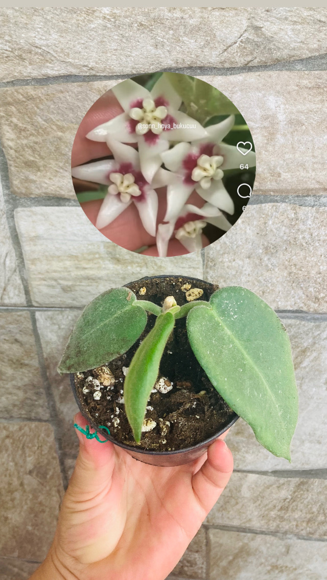 Hoya calycina stargezer 