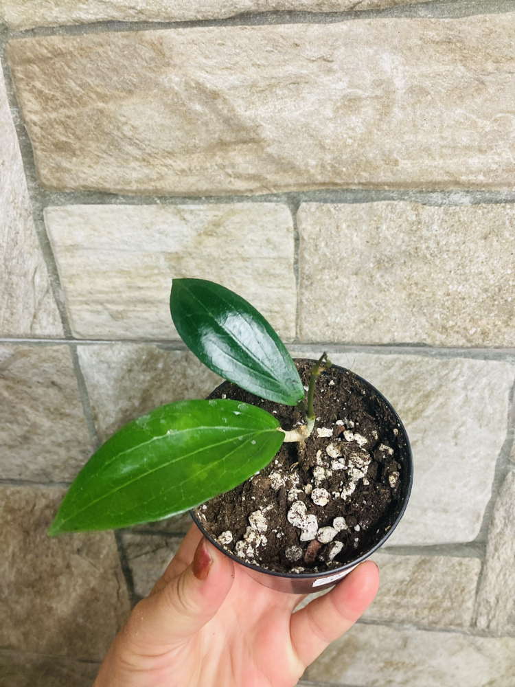 Hoya Lp 009