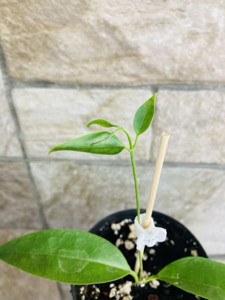 Hoya chloroleuca 