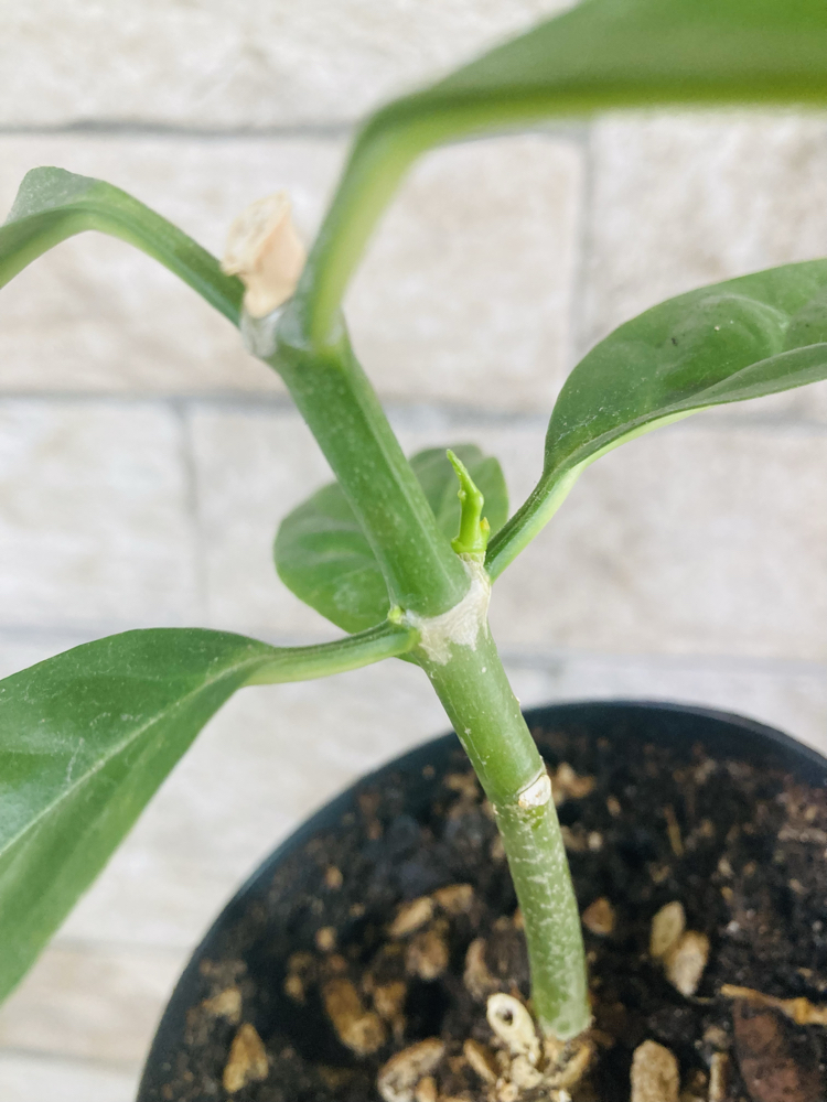 Hoya decipualae 