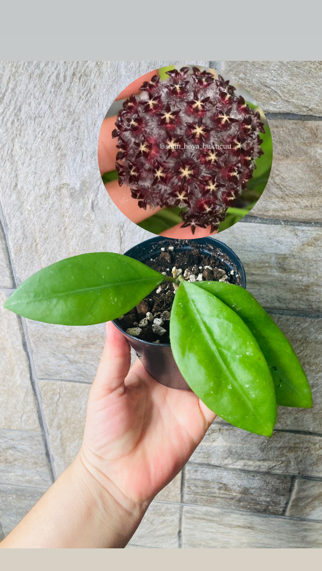 Hoya mindorensis ut 042