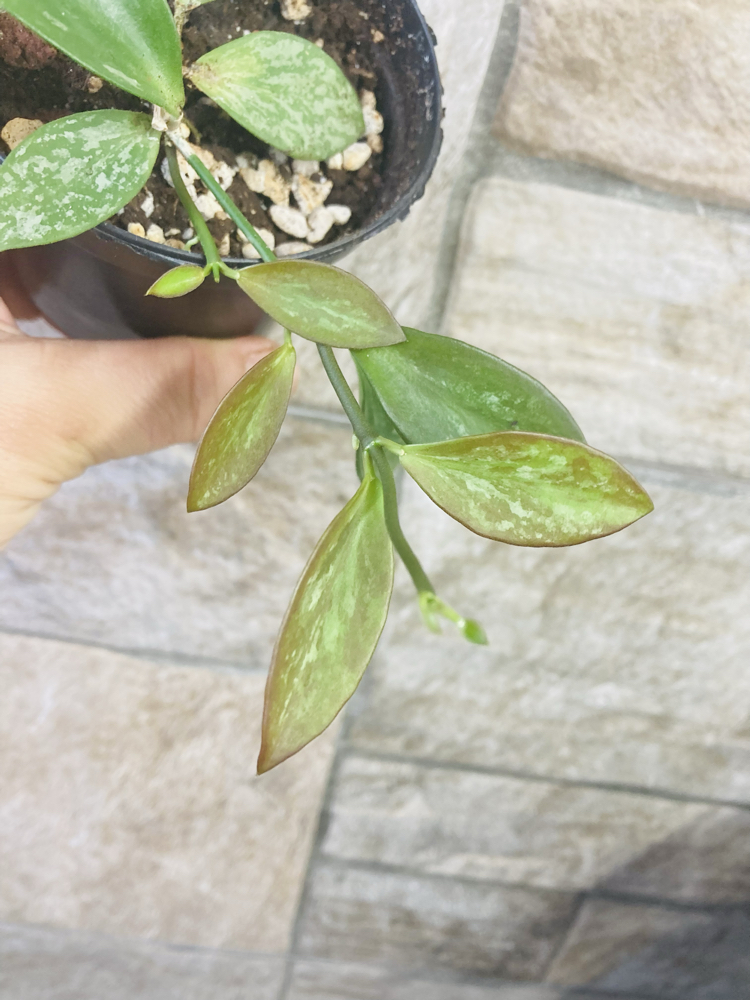 Hoya collina ir 26