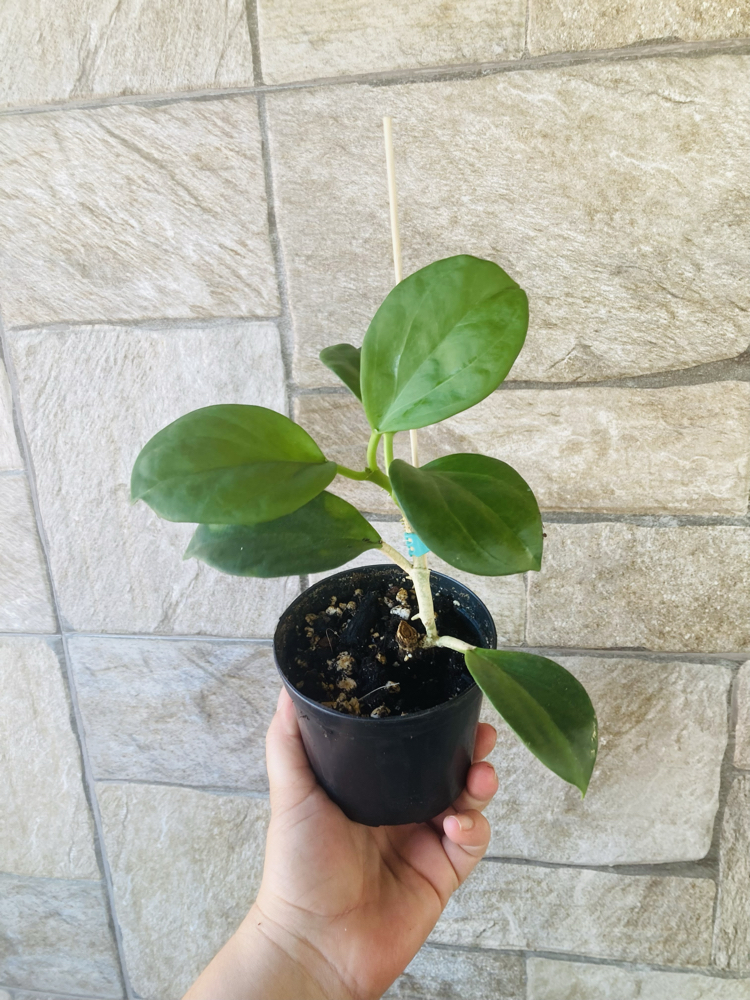 Hoya pachclada red