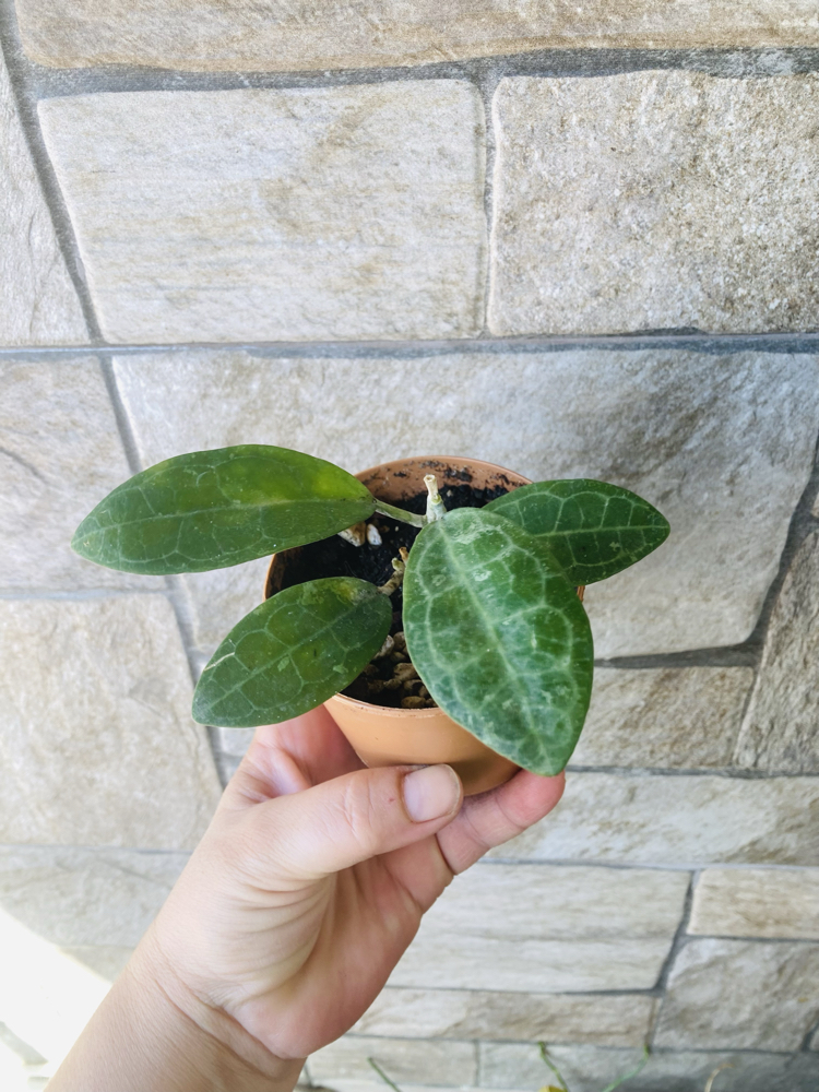 Hoya eliptica splash 