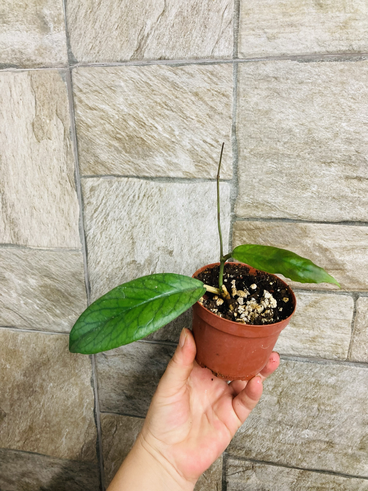 Hoya viteliniodies