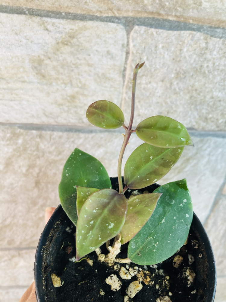 Hoya wallianiana ut 152