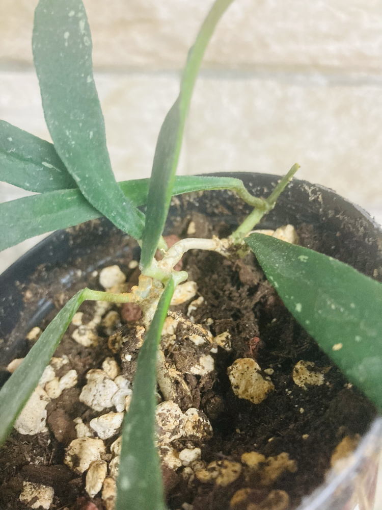 Hoya mirabilis