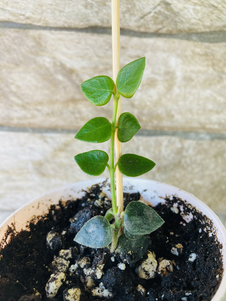 Hoya chinghungensis