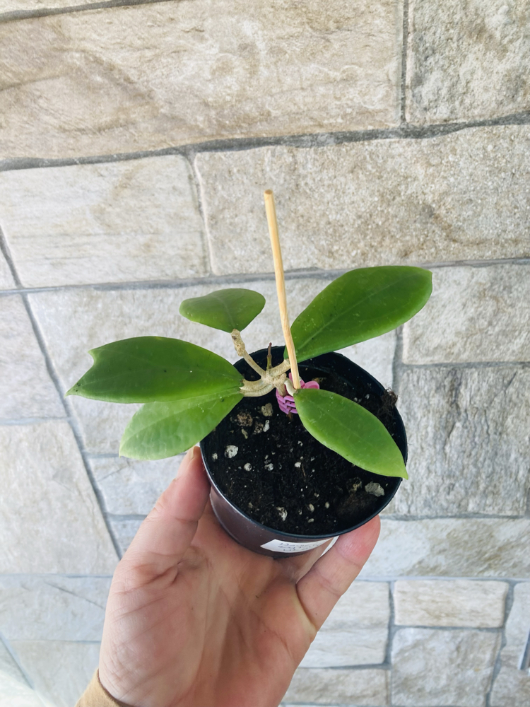Hoya erytrostemma ut 048